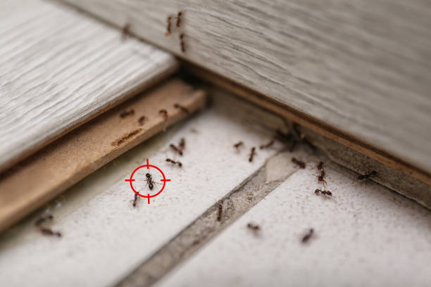 Best Mosquito Control Services  in , ND